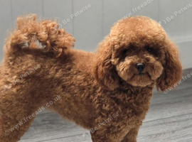 Small Asian poodle