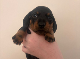 Pink collar girl reavailable Miniature dachshund