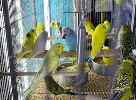 Baby&rsquo;s budgies Glasgow