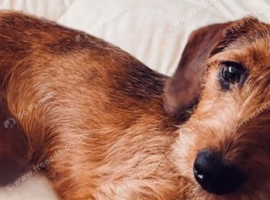 Dachshunds cross puppies expected