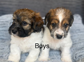 Beautiful Jackapoo Girl and boy puppies looking for there forever homes
