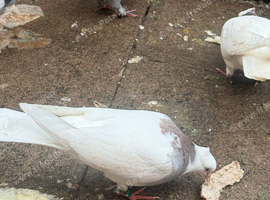 4 young pigeons for sale