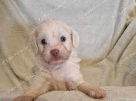4 stunning shipooh pups