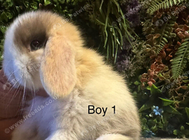 1 mini lop boy ready to go