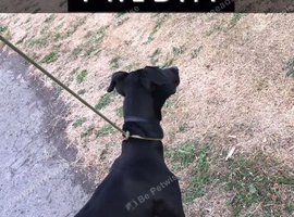 Greyhound cross bull