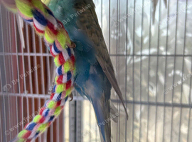 Two English budgies