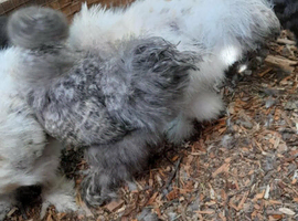 Usa silkie bantam cockerals
