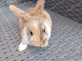 Lionhead cross mini lop babies