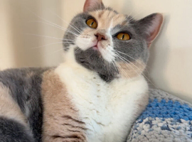 GCCF & TICA Girl for sale!