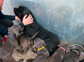 Cane corso puppies