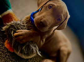 Puppy Rocco silver lab