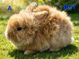 Lionhead babies