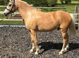 Project pony