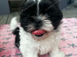 For sale, gorgeous shitzu puppies