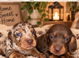 Miniature Dachshund Puppies for Sale - Gorgeous Dapple & Chocolate ️