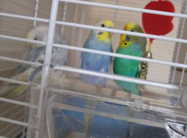 Male budgie 10 months old