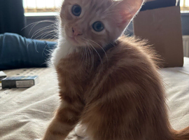 3 beautiful kittens ready now