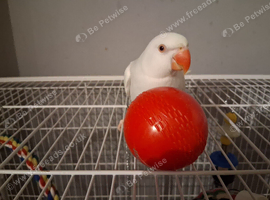 Female ''Palid Blue'' Ringneck, hand reared