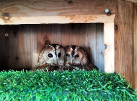 2 x Tawny Owls for Sale