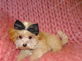 *XXS Gorgeous F1 Maltese X Tiny Toy Poodle F1 Apricot Maltipoo Puppy 5 Months Old*
