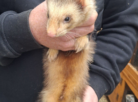 2 hob ferrets