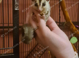 2 yr old male suger glider