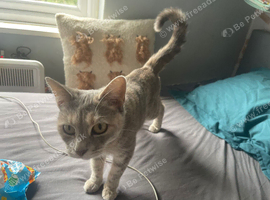 Free to good home