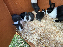 baby rabbits ready for there forever home