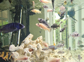 malawi cichlids and frontosa