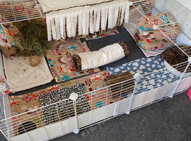 Guinea pigs C&C cage 3x4 with coroplast