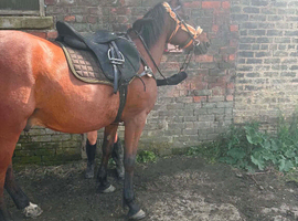 13yr old gelding trotter billy