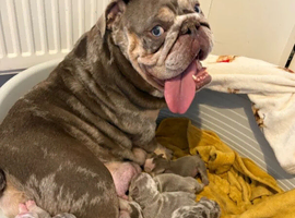 Chunky litters of English bulldog