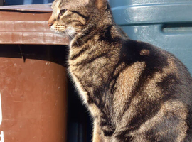 Tabbie cat called Billiebob