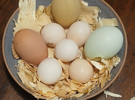 Hatching eggs cream legbar. Welbar Bantam and serama eggs