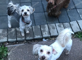 Yorkipoo Brothers