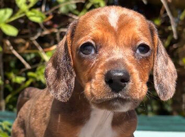 Miniature dachshund puppies. Piebald