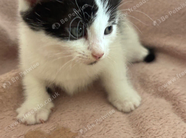 4 kittens for sale