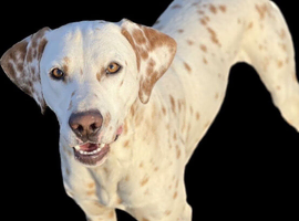 Lemon Spot Dalmatian Stud