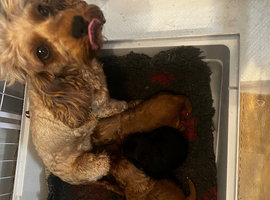 Stunning Cavapoo puppies