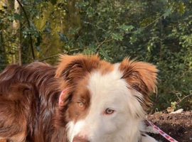 Brown and white border collie