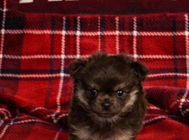 Beautiful stunning chocolate pomchi