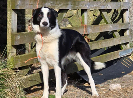 Murck 3 year old dog