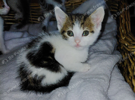 beautiful babies for sale