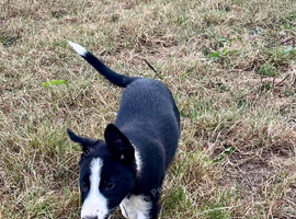 Collie pups for sale
