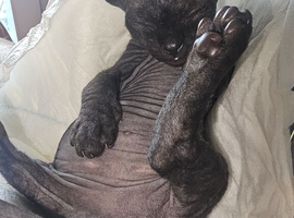 Beautiful Black Sphynx Kitten &ndash; ready