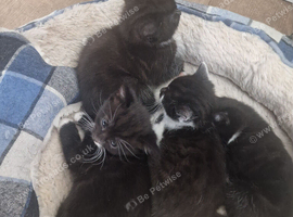 4 kittens