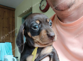 3 beautiful puppies looking for their forever home