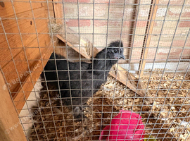 Two male silkies