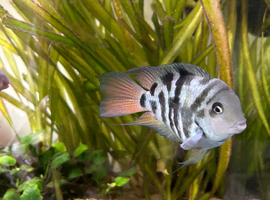 Polar blue dwarf parrot cichlids