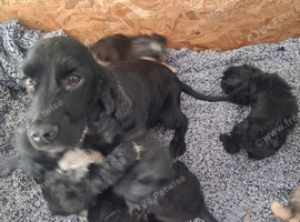 Cockapoo F1b Puppies READY NOW